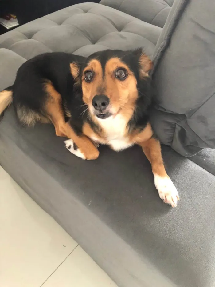 Cachorro ra a SRD idade 6 ou mais anos nome Frida