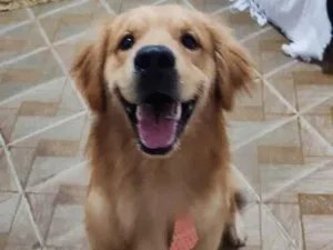 Cachorro raça Golden Retriver idade 3 anos nome Hulk