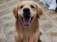Cachorro raça Golden Retriver idade 3 anos nome Hulk