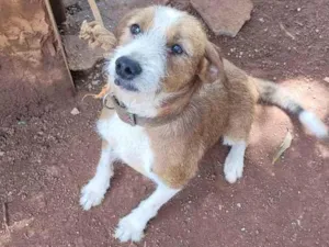 Cachorro raça Vira lata idade 3 anos nome Bob