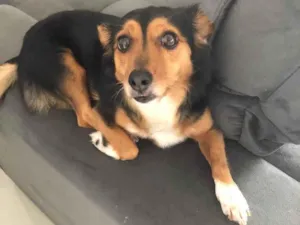 Cachorro raça SRD idade 6 ou mais anos nome Frida