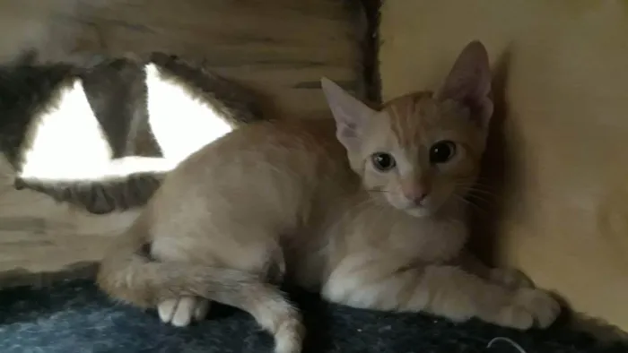 Gato ra a srd idade 2 a 6 meses nome Harry