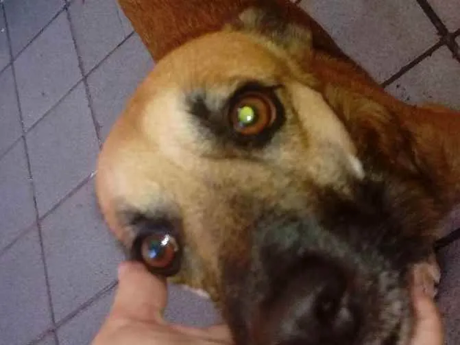 Cachorro ra a Vira lata misturado idade 3 anos nome Ralfh