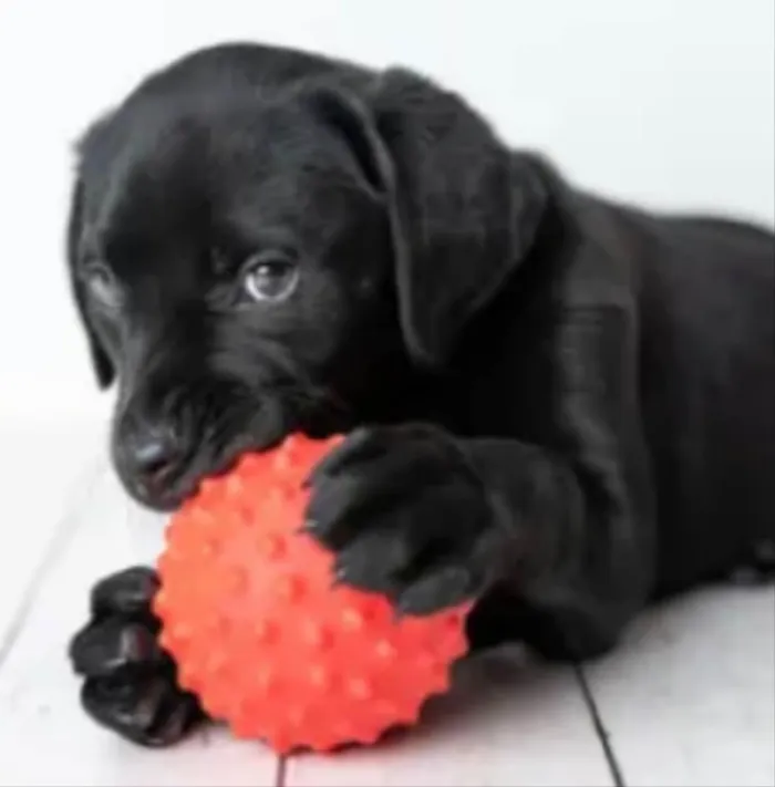 Cachorro ra a Mestiço  idade 2 a 6 meses nome Mike 