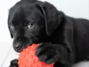 Cachorro raça Mestiço  idade 2 a 6 meses nome Mike 