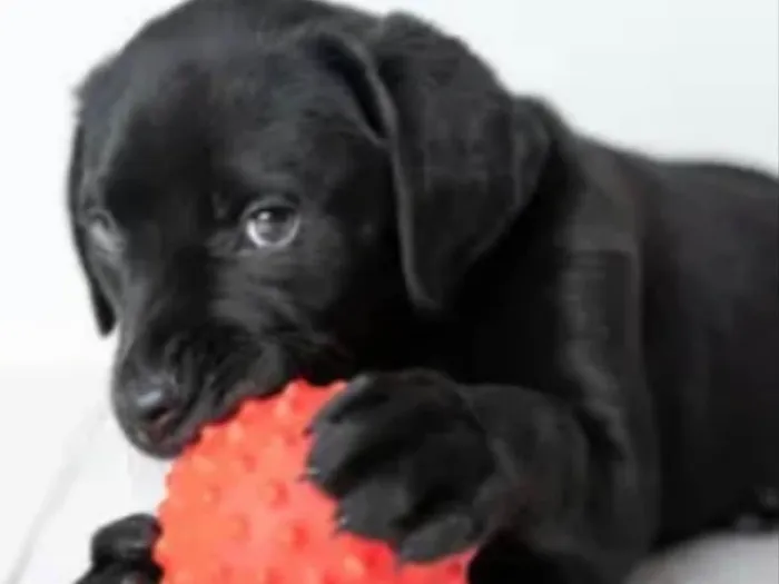 Cachorro ra a Mestiço  idade 2 a 6 meses nome Mike 