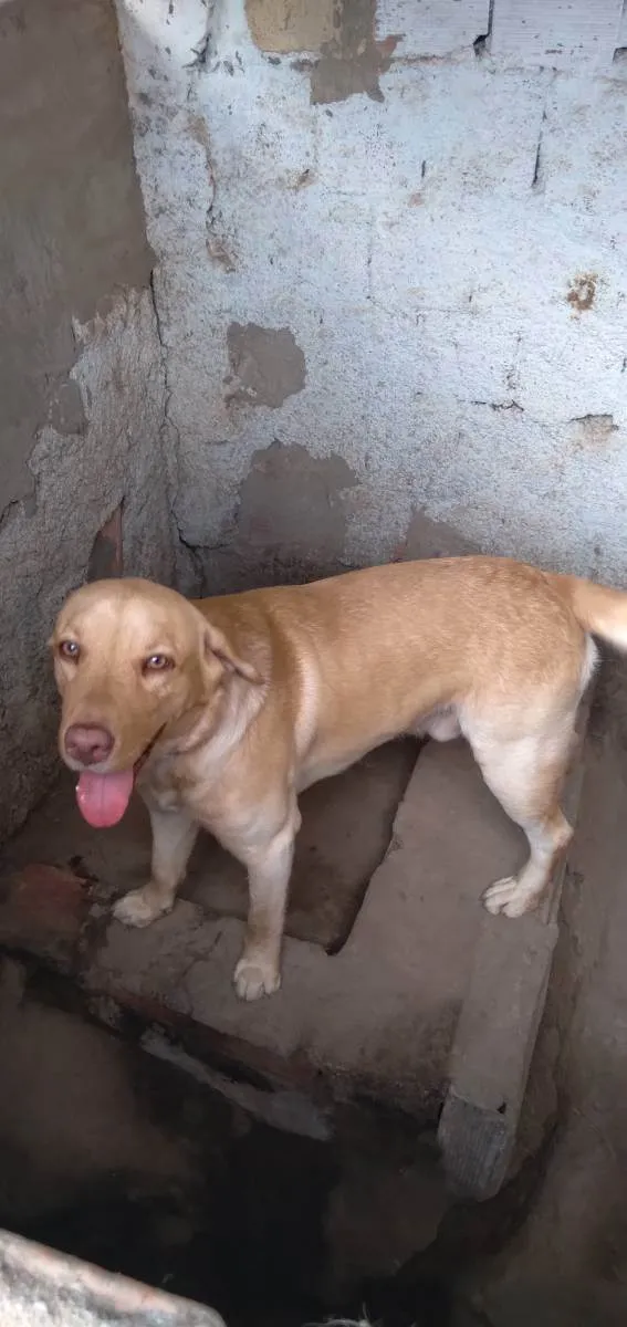 Cachorro ra a Labrador idade 1 ano nome Kanye