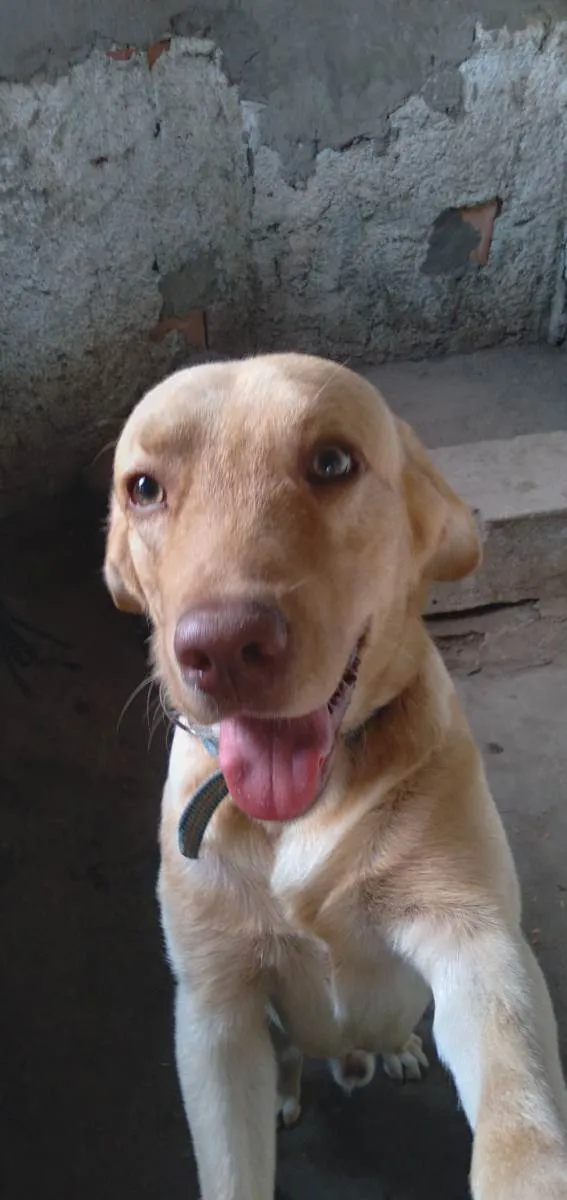 Cachorro ra a Labrador idade 1 ano nome Kanye