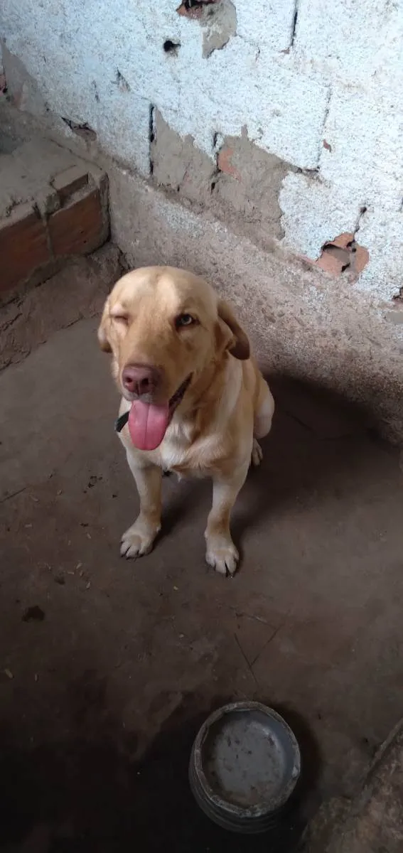 Cachorro ra a Labrador idade 1 ano nome Kanye