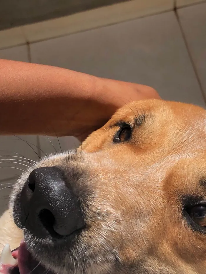 Cachorro ra a Boiadeiro Australiano  idade 1 ano nome Jacob 