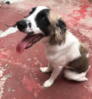 Cachorro raça São Bernado misturado  idade 7 a 11 meses nome Betove
