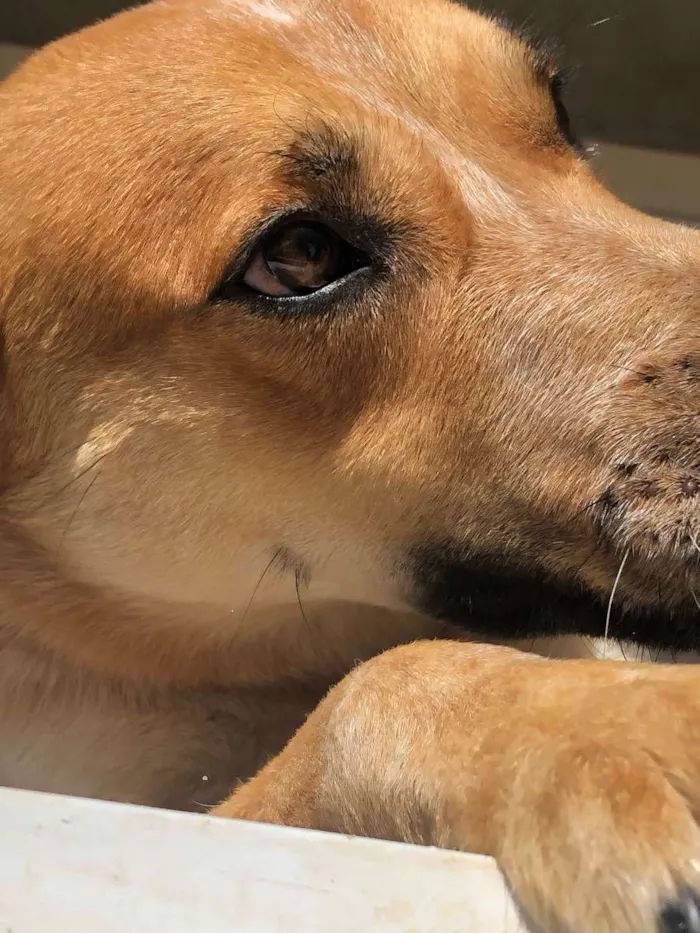 Cachorro ra a Boiadeiro Australiano  idade 1 ano nome Jacob 