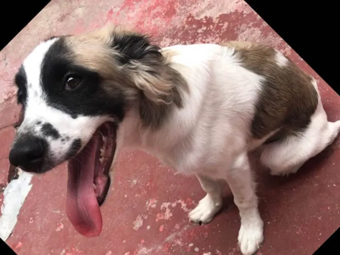 Cachorro raça São Bernado misturado  idade 7 a 11 meses nome Betove