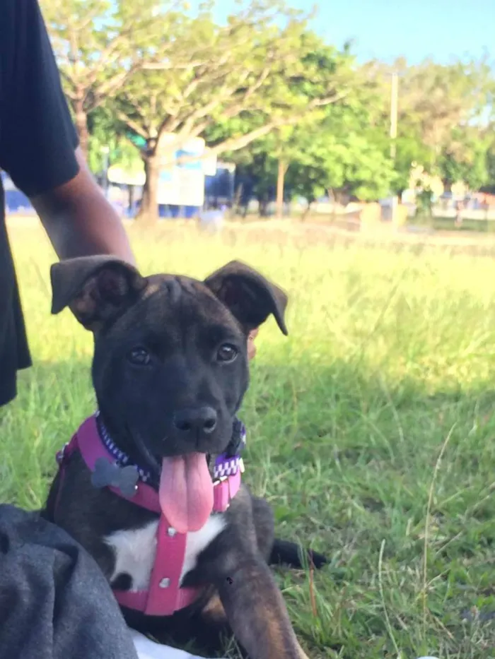 Cachorro ra a Mista  idade 2 a 6 meses nome Dandara