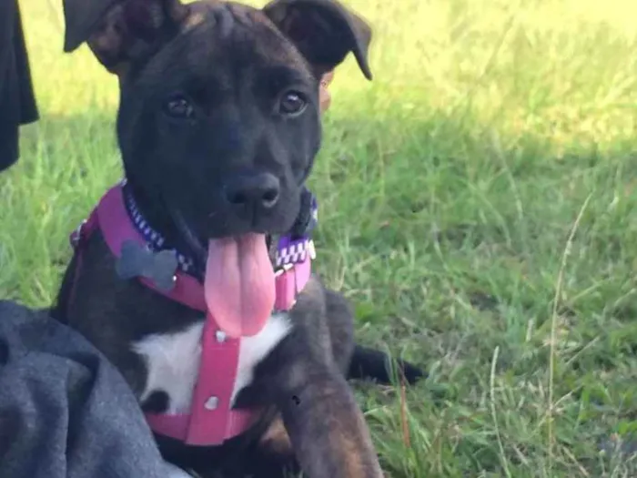 Cachorro ra a Mista  idade 2 a 6 meses nome Dandara