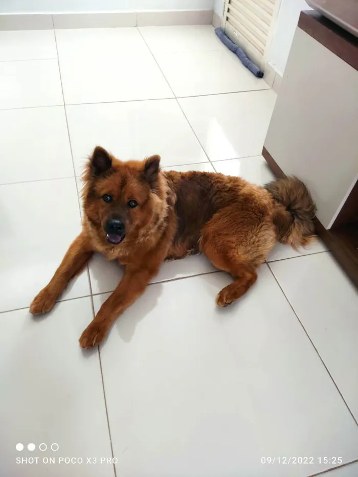 Cachorro raça Mistura de Chow Chow com pasto idade 7 a 11 meses nome Trovão 