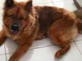 Trovão 