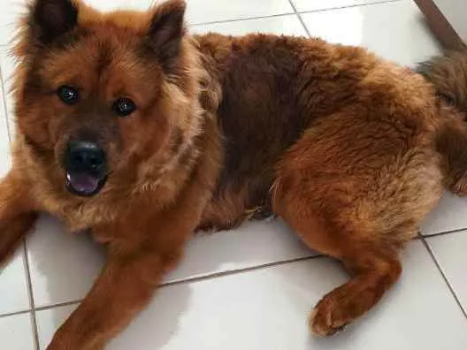 Cachorro raça Mistura de Chow Chow com pasto idade 7 a 11 meses nome Trovão 