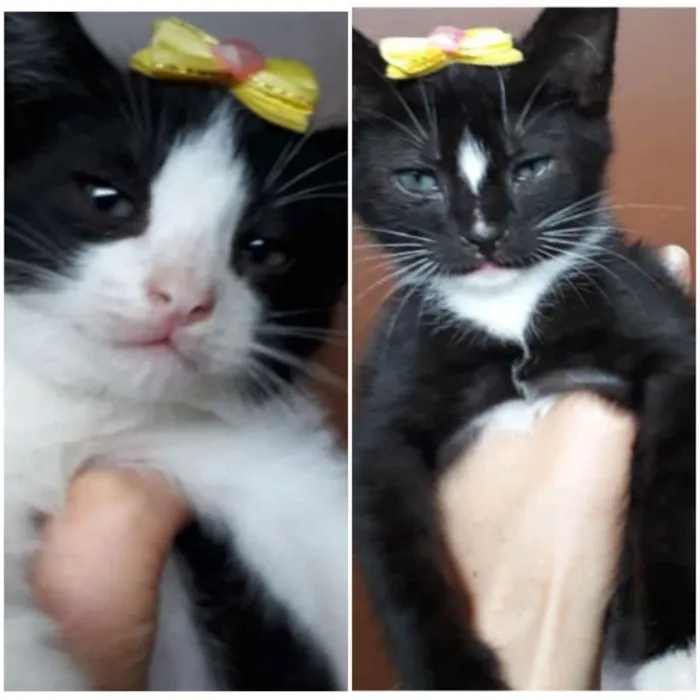 Gato ra a Srd idade Abaixo de 2 meses nome Sem nome ainda