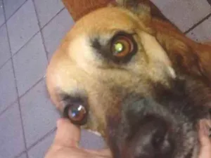 Cachorro raça Vira lata misturado idade 3 anos nome Ralfh