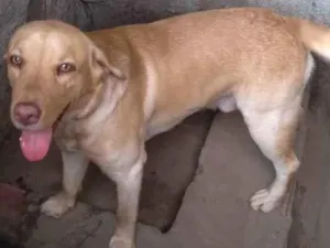 Cachorro raça Labrador idade 1 ano nome Kanye