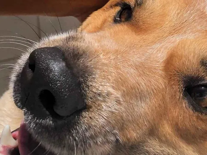 Cachorro ra a Boiadeiro Australiano  idade 1 ano nome Jacob 