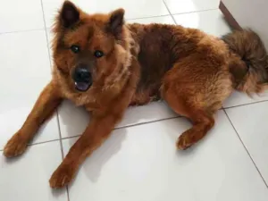 Cachorro raça Mistura de Chow Chow com pasto idade 7 a 11 meses nome Trovão 