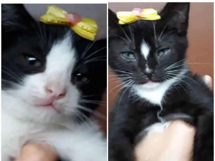 Gato ra a Srd idade Abaixo de 2 meses nome Sem nome ainda