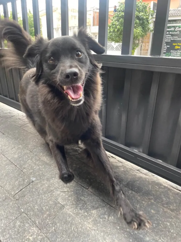 Cachorro ra a Border collie e vira lata idade 2 anos nome Jack 