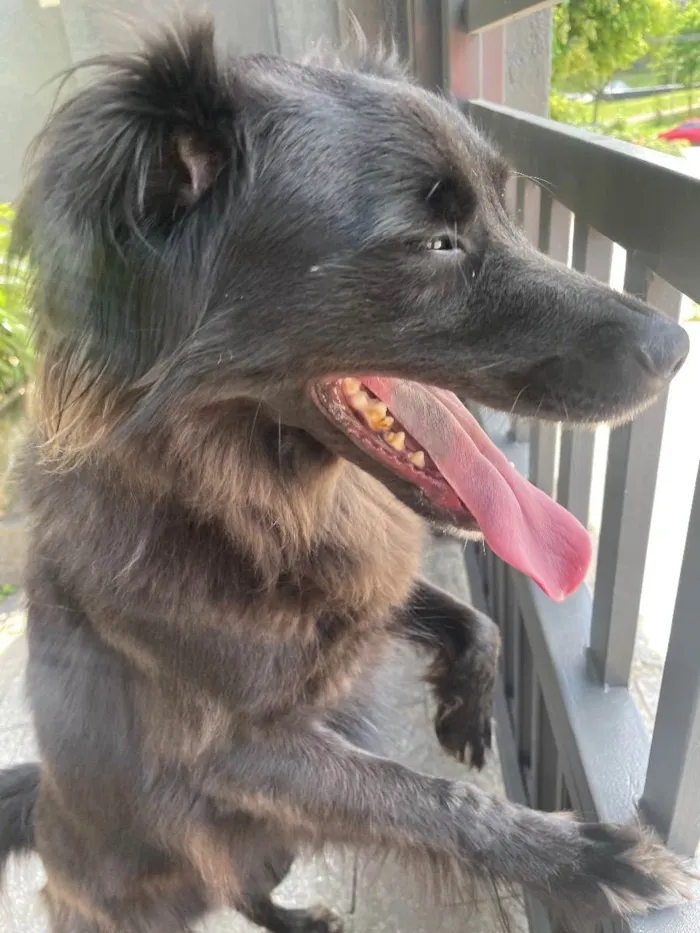 Cachorro ra a Border collie e vira lata idade 2 anos nome Jack 