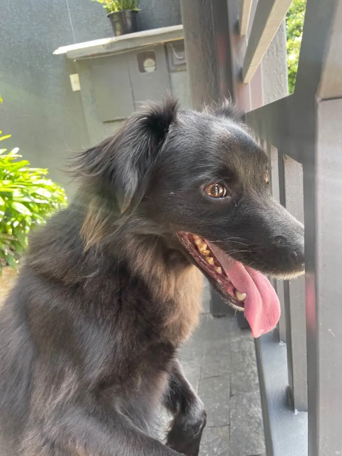 Cachorro ra a Border collie e vira lata idade 2 anos nome Jack 