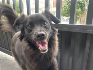 Cachorro raça Border collie e vira lata idade 2 anos nome Jack 