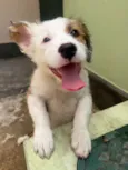 Maya