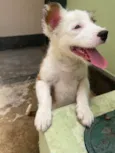 Maya