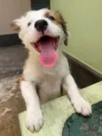 Maya