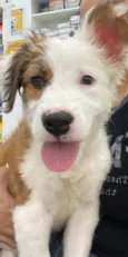 Maya