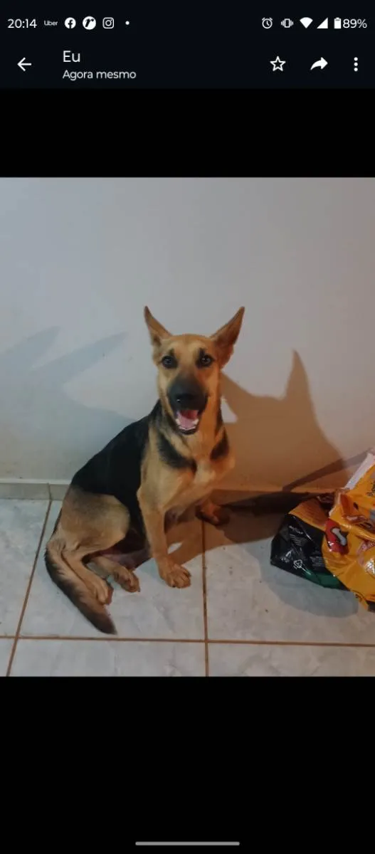 Cachorro ra a Pastor Alemão  idade 4 anos nome Pandora e Apolo 