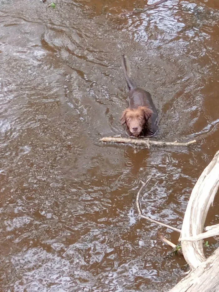 Cachorro ra a  idade  nome Léo 