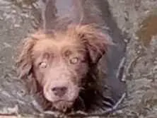 Cachorro ra a  idade  nome Léo 