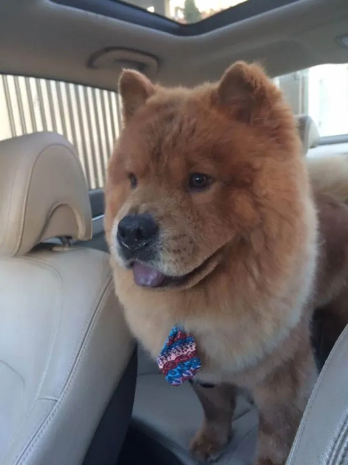 Cachorro ra a Chow-Chow idade 6 ou mais anos nome Chope