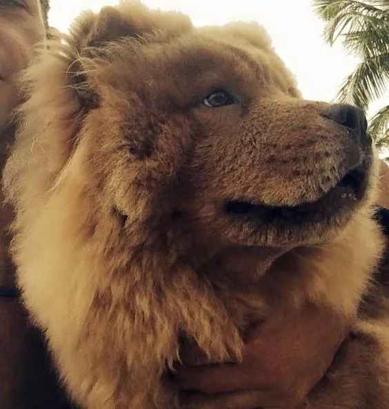 Cachorro ra a Chow-Chow idade 6 ou mais anos nome Chope