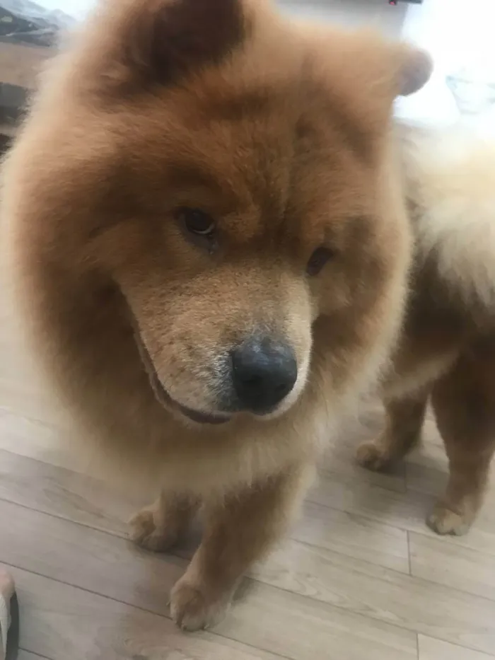 Cachorro ra a Chow-Chow idade 6 ou mais anos nome Chope