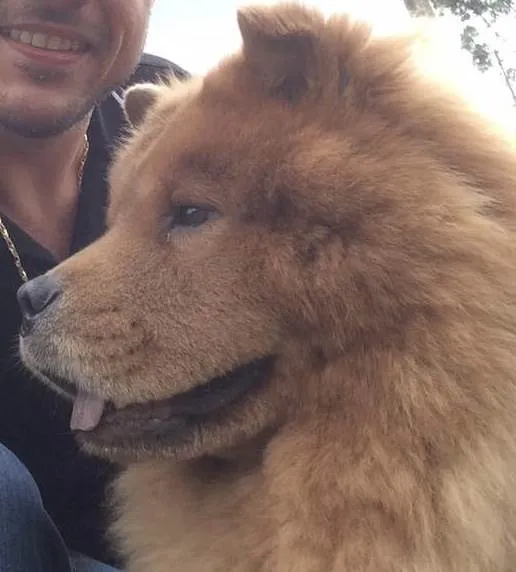 Cachorro ra a Chow-Chow idade 6 ou mais anos nome Chope
