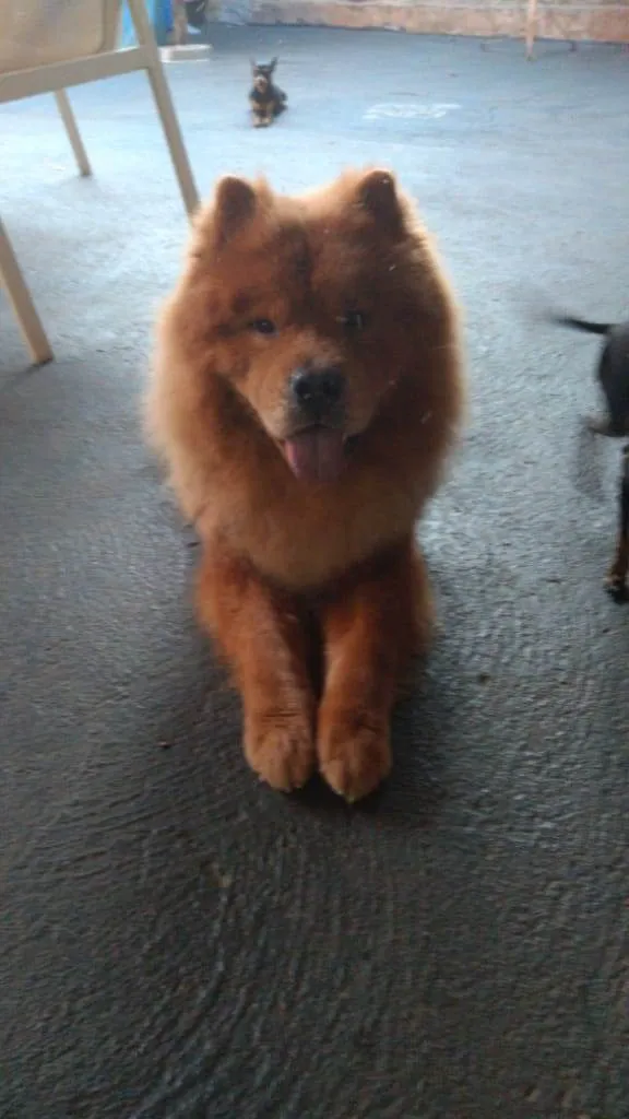 Cachorro ra a Chow-Chow idade 6 ou mais anos nome Chope