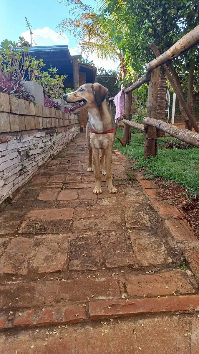 Cachorro ra a Vira lata  idade 2 a 6 meses nome Eloy