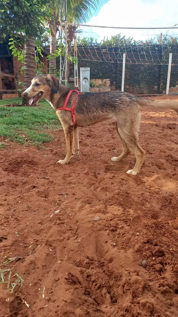 Cachorro ra a Vira lata  idade 2 a 6 meses nome Eloy