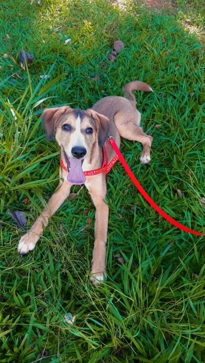 Cachorro ra a Vira lata  idade 2 a 6 meses nome Eloy