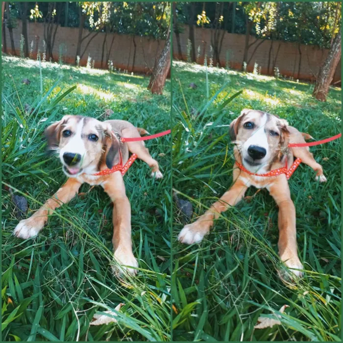 Cachorro ra a Vira lata  idade 2 a 6 meses nome Eloy