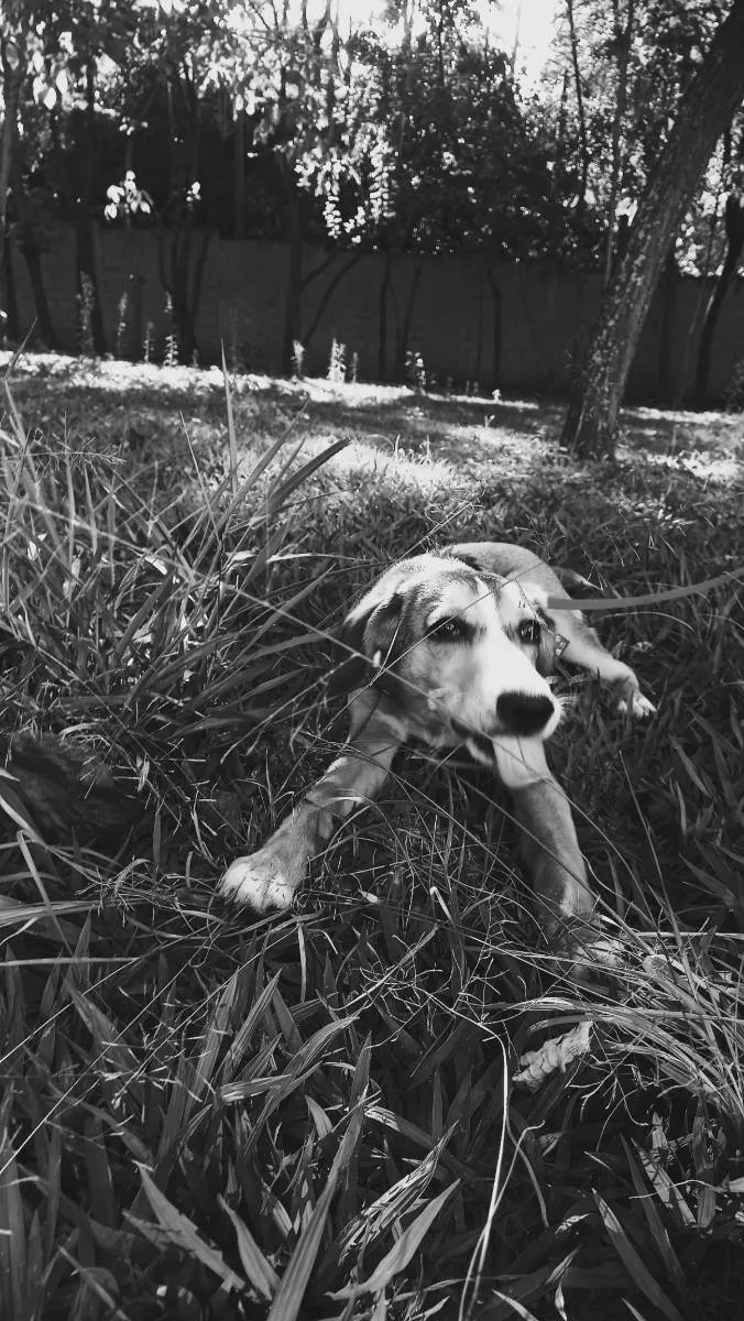 Cachorro ra a Vira lata  idade 2 a 6 meses nome Eloy