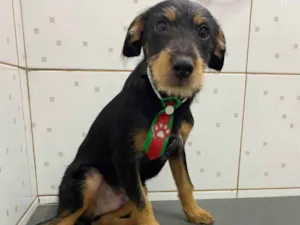 Cachorro raça Srd idade 2 a 6 meses nome Ícaro 
